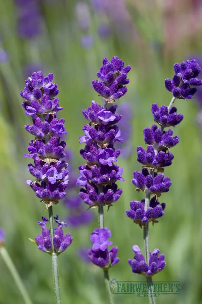 Lavender angustifolia Havanna - Lavender