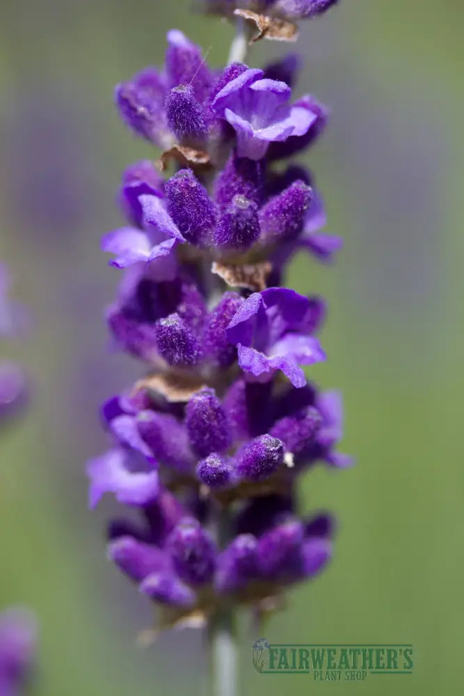 Lavender angustifolia Havanna - Lavender