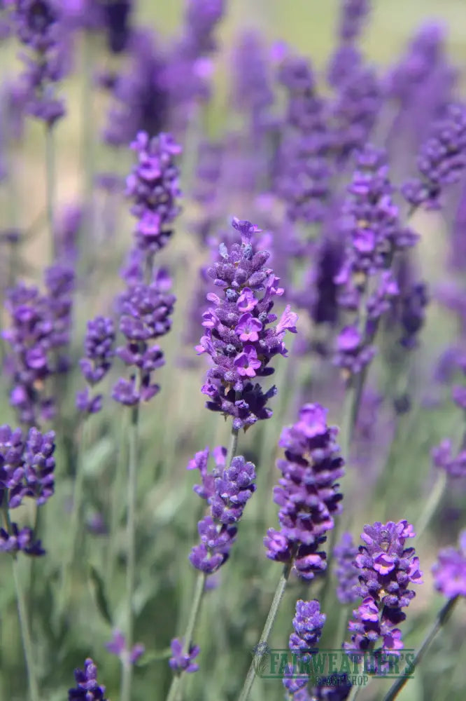 Lavender angustifolia Hidcote - Lavender