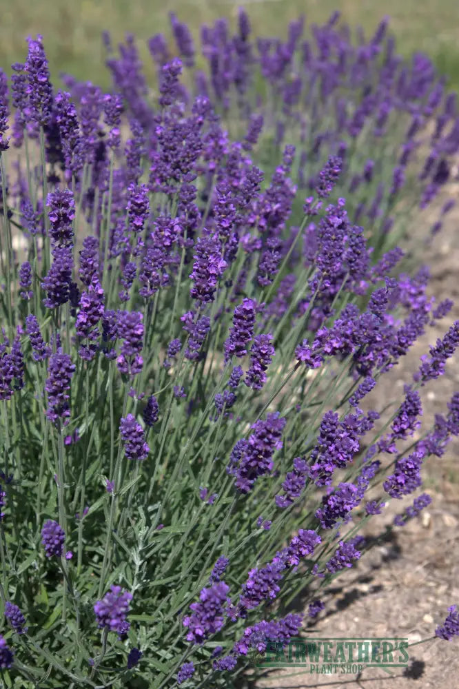 Lavender angustifolia Hidcote - Lavender