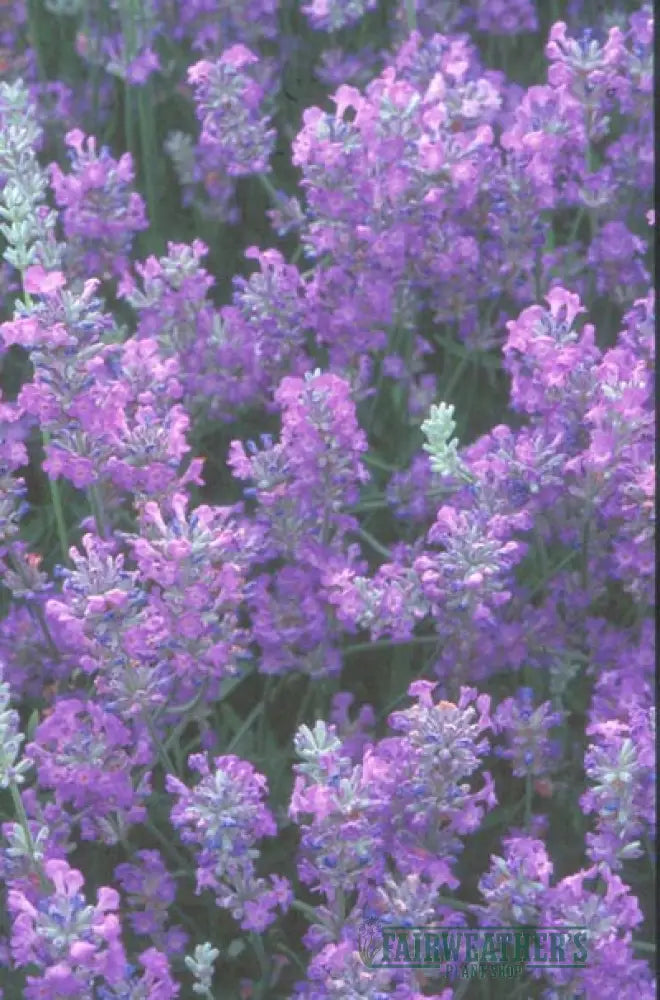 Lavender angustifolia Little Lady - Lavender