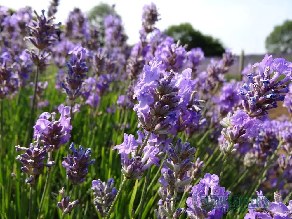 Lavender angustifolia Little Lady - Lavender