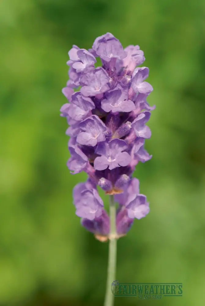 Lavender angustifolia Loddon Blue - Lavender