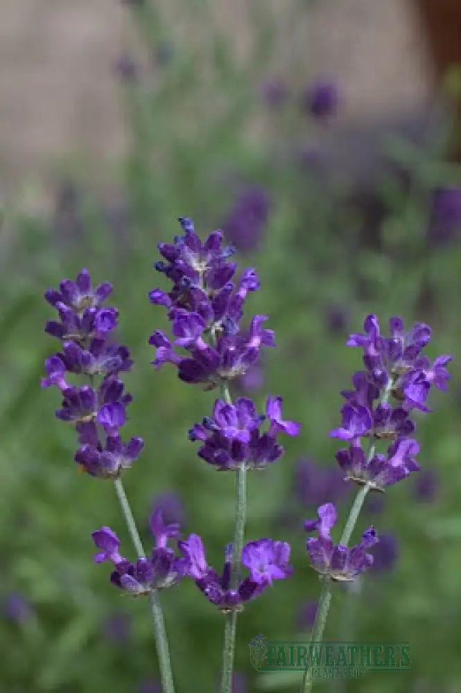 Lavender angustifolia Loddon Blue - Lavender