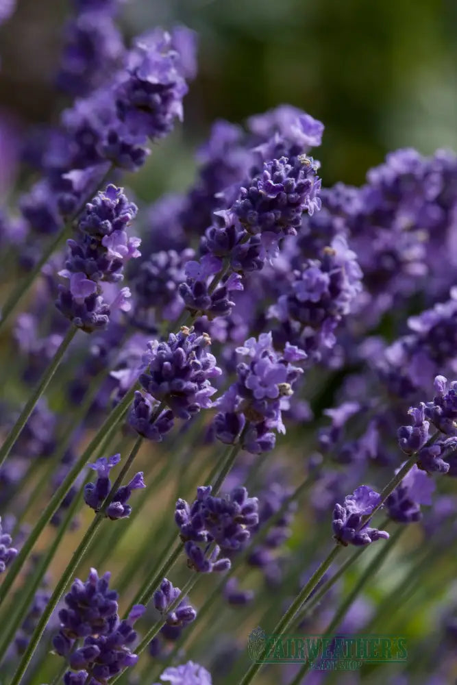Lavender angustifolia Melissa Lilac - Lavender