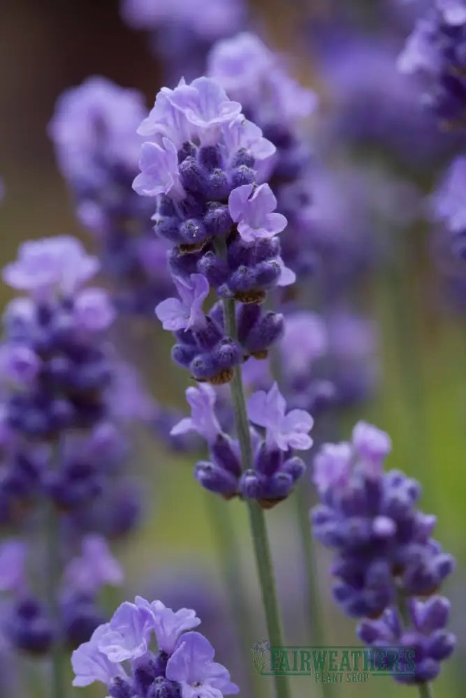 Lavender angustifolia Melissa Lilac - Lavender