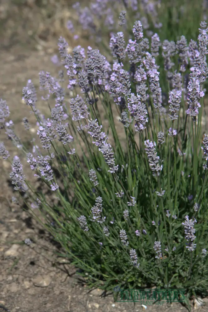 Lavender angustifolia Miss Katherine - Lavender