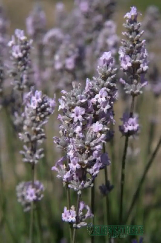 Lavender angustifolia Miss Katherine - Lavender