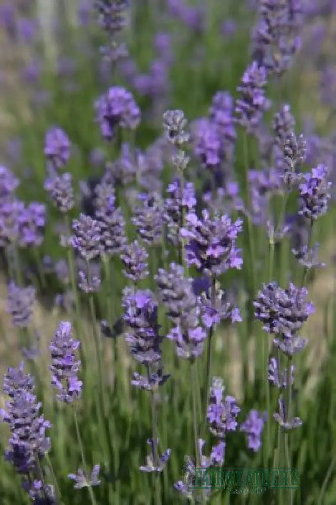Lavender angustifolia Munstead - Lavender