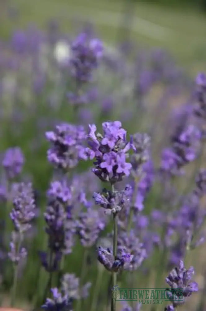 Lavender angustifolia Munstead - Lavender