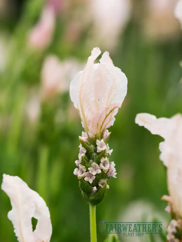 Lavender stoechas Fairy Wings Blush - Lavender