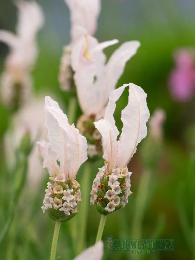 fairy wings lavender plant Lavender Stoechas Fairy Wings Blush Sweetly Scented – Fairweather's Plant Shop
