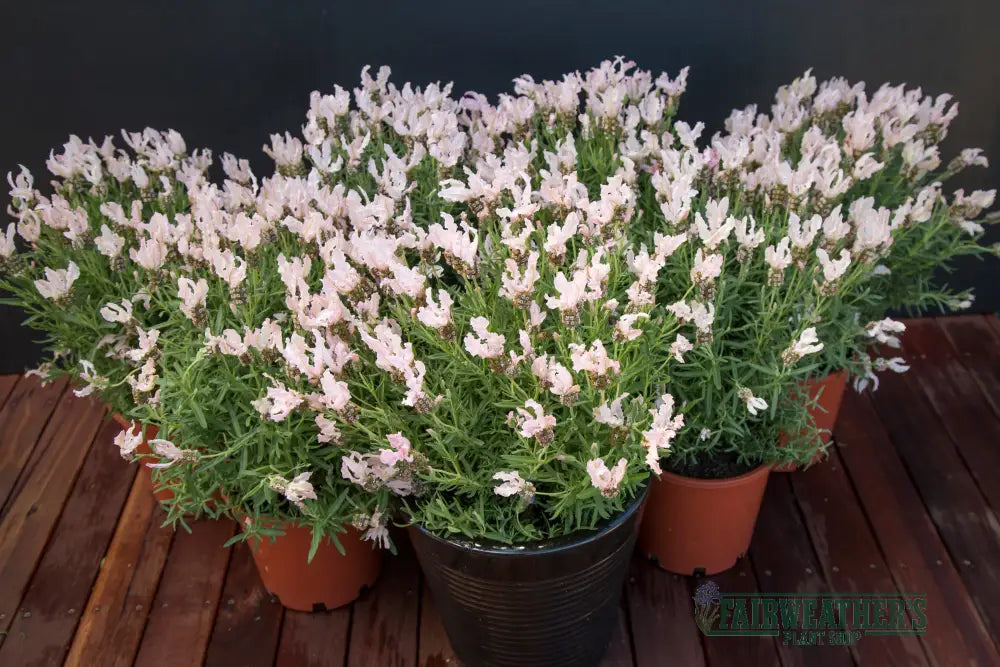 Lavender stoechas Fairy Wings Blush - Lavender