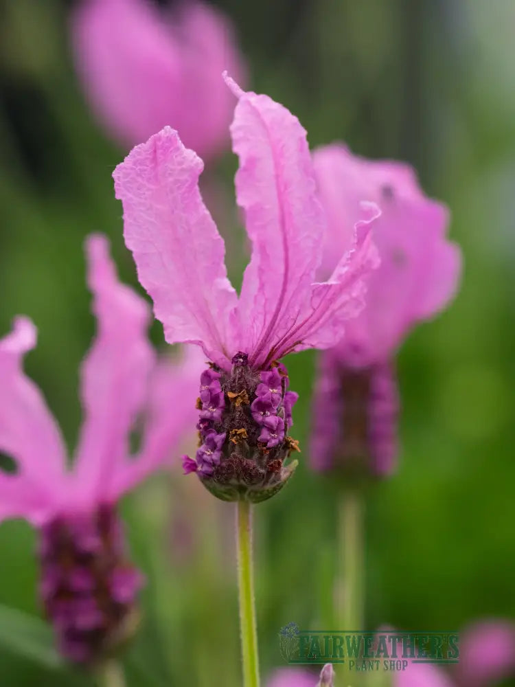 Lavender stoechas Fairy Wings Pink - Lavender