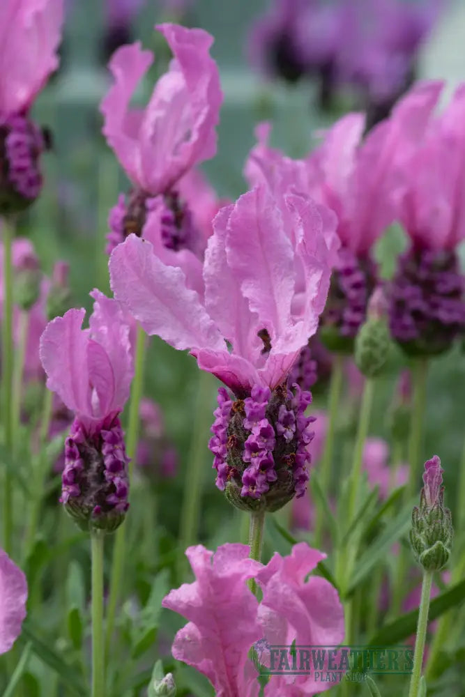 Lavender stoechas Fairy Wings Pink - Lavender