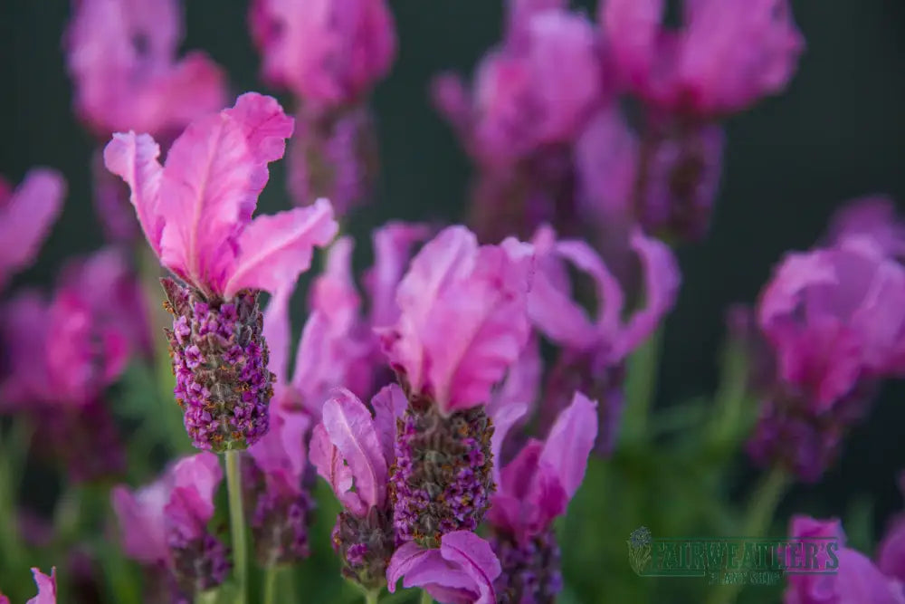 Lavender stoechas Fairy Wings Pink - Lavender