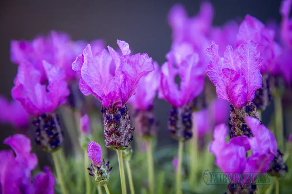 Lavender stoechas Fairy Wings Purple - Lavender