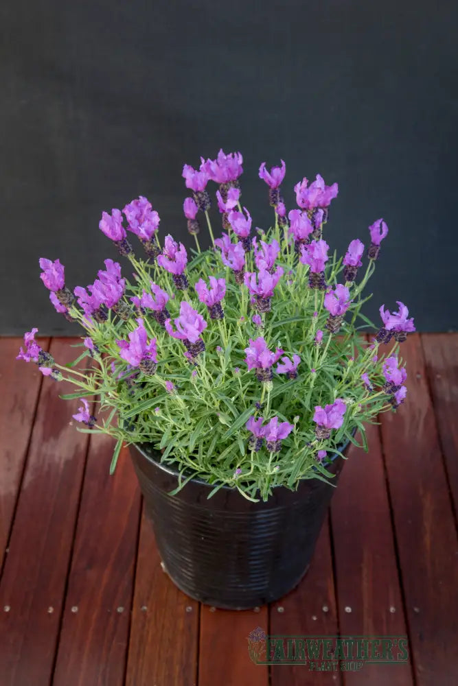 Lavender stoechas Fairy Wings Purple - Lavender