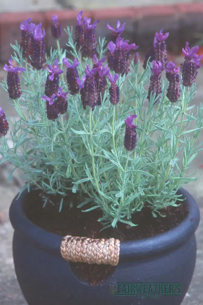 Lavender stoechas Lilac Wings - Lavender