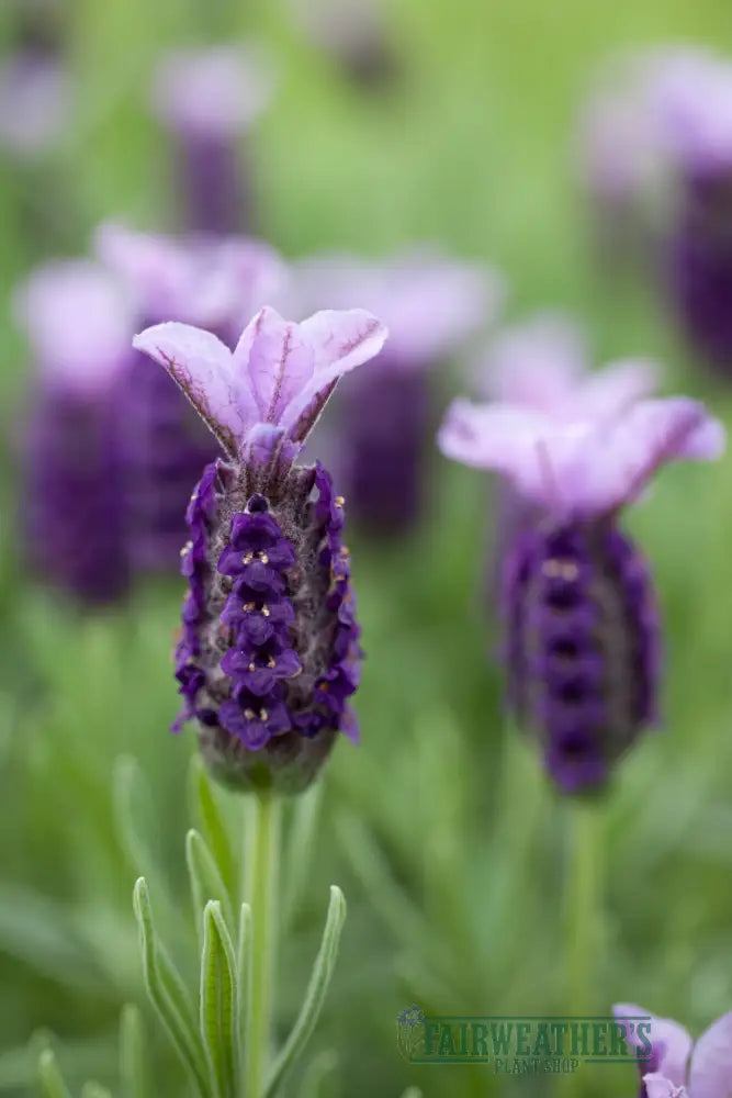 Lavender stoechas Lilac Wings - Lavender