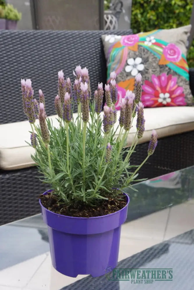 Lavender stoechas Lusi Pink - Lavender