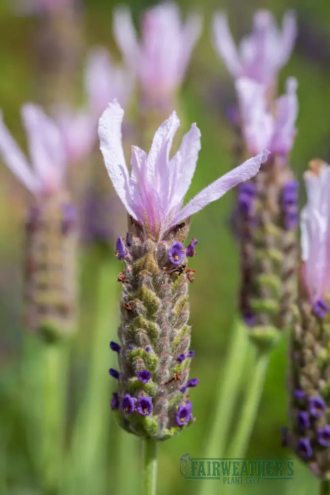 Lavender stoechas Lusi Pink - Lavender