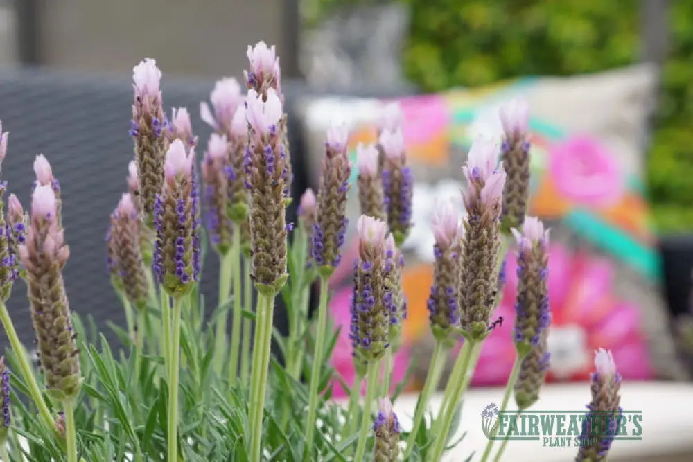 Lavender stoechas Lusi Pink - Lavender