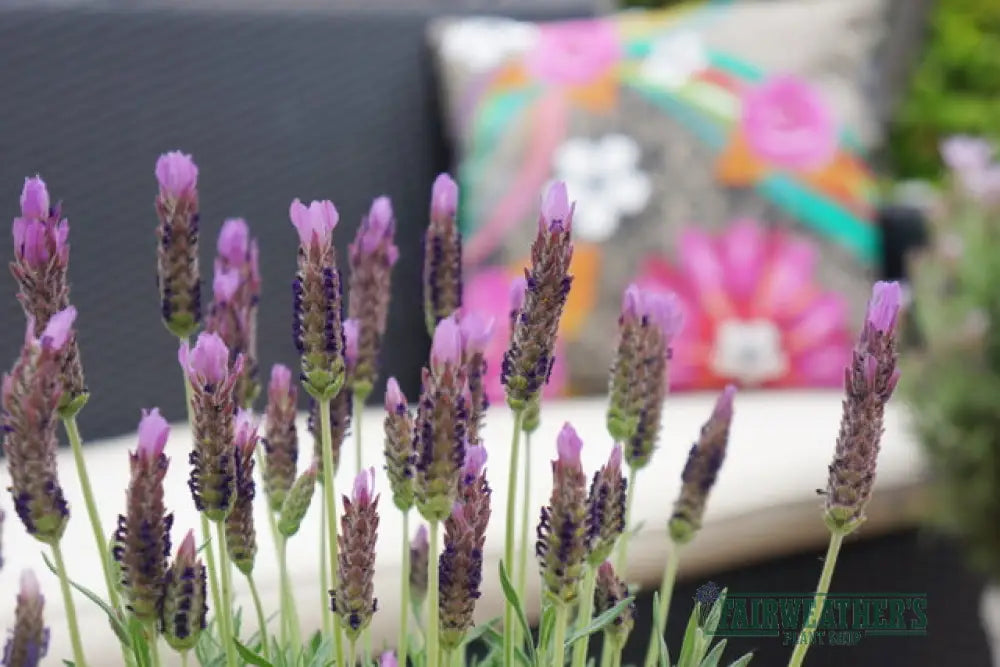 Lavender stoechas Lusi Purple - Lavender