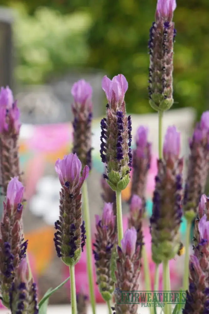 Lavender stoechas Lusi Purple - Lavender