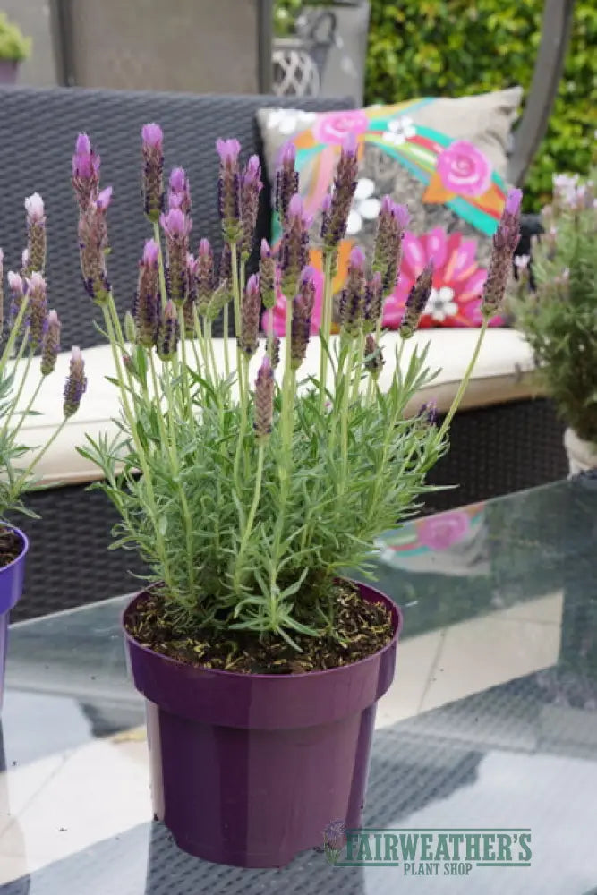 Lavender stoechas Lusi Purple - Lavender