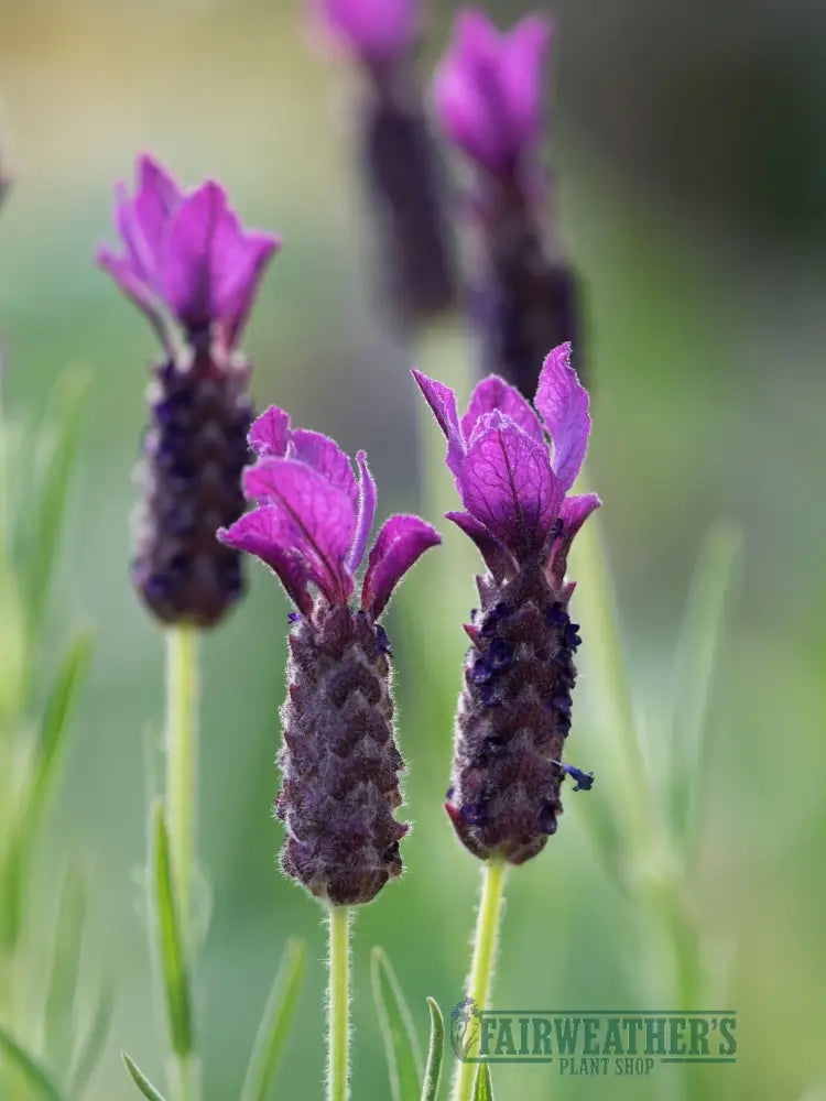 Lavender stoechas Regal Splendour - Lavender