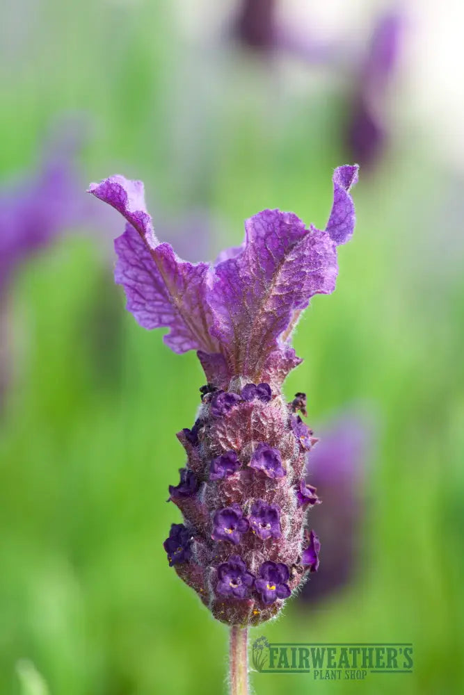 Lavender stoechas Regal Splendour - Lavender