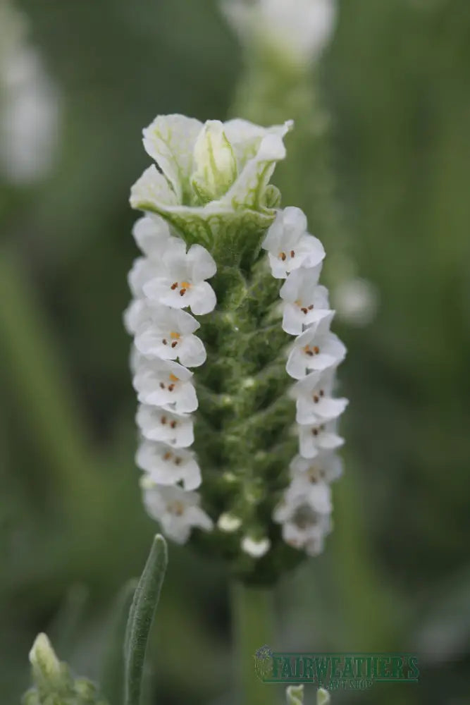 Lavender stoechas Snowman - Lavender