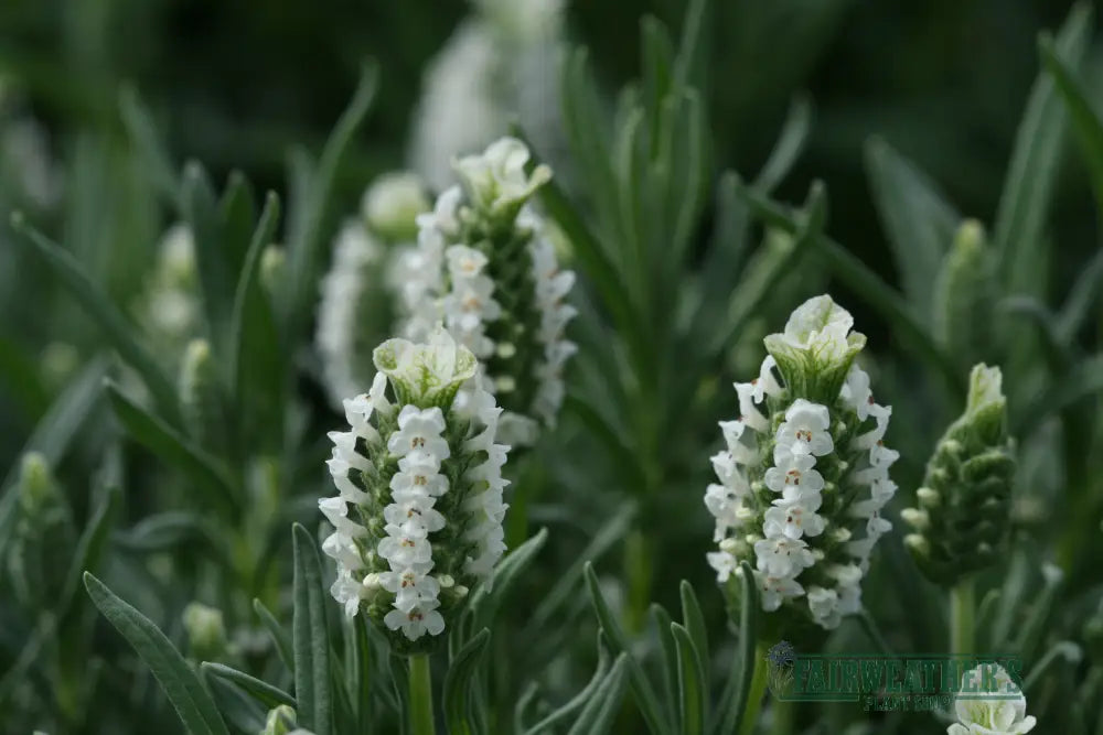 Lavender stoechas Snowman - Lavender