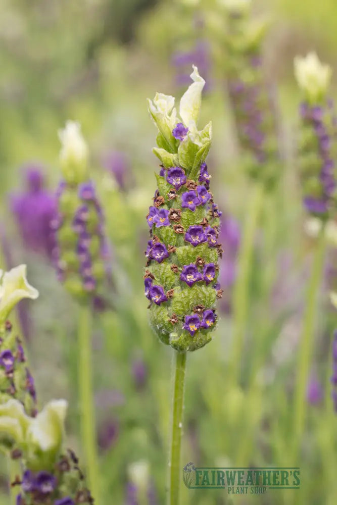 Lavender stoechas Tiara - Lavender