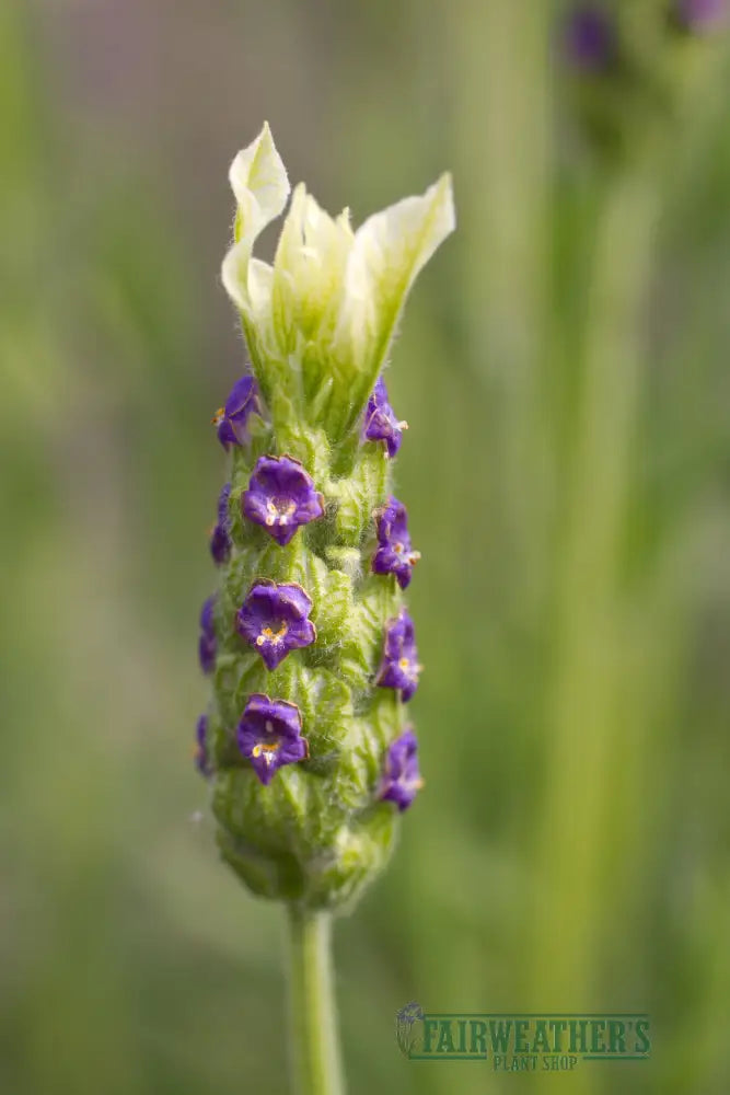 Lavender stoechas Tiara - Lavender