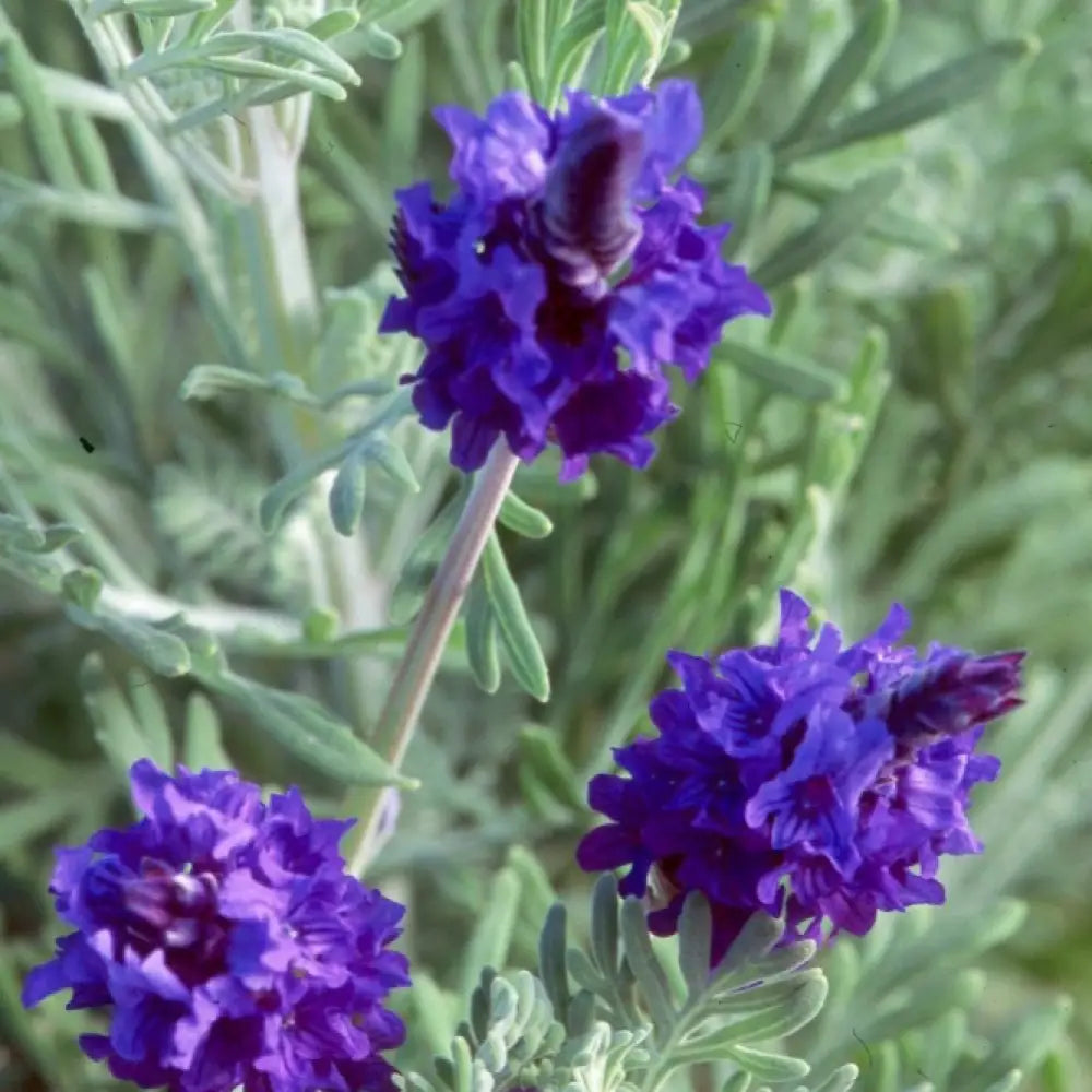 Lavender x Christiana - Lavender