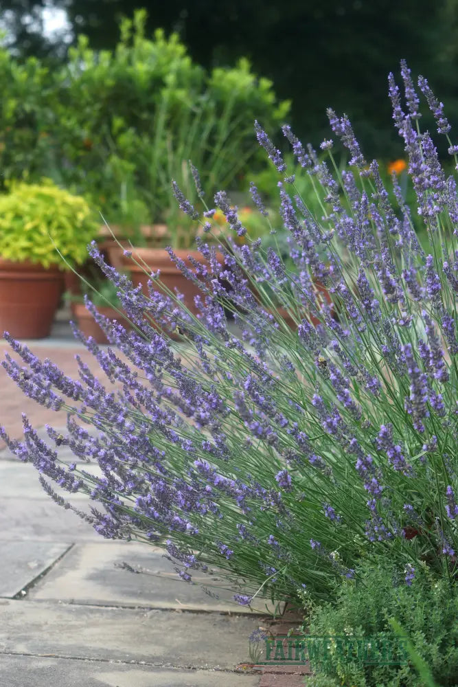 Lavender x intermedia Phenomenal - Lavender