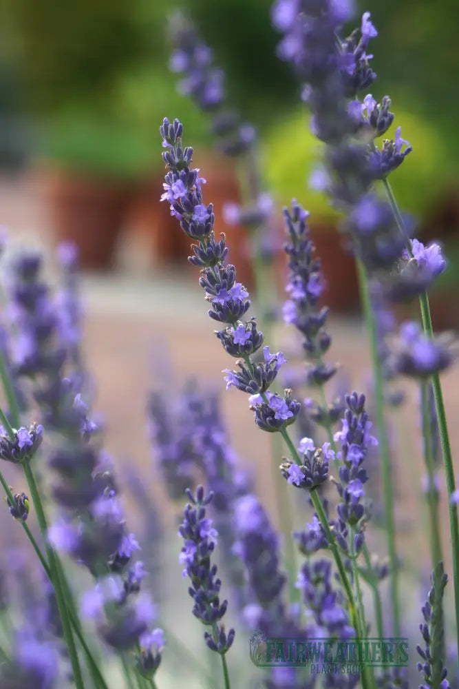 Lavender x intermedia Phenomenal - Lavender