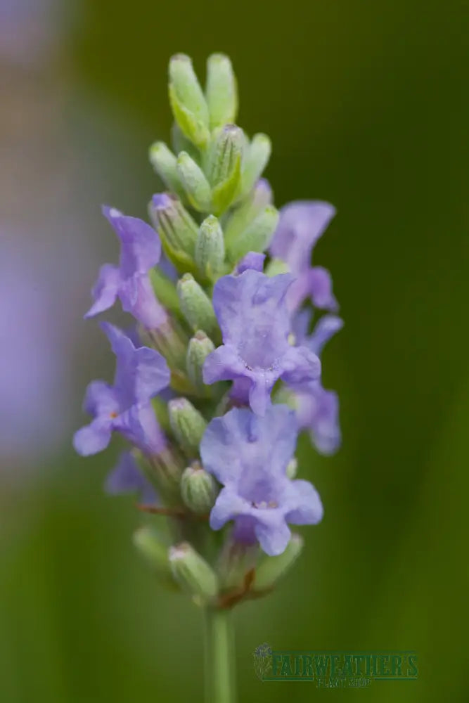 Lavender x intermedia Provence - Lavender