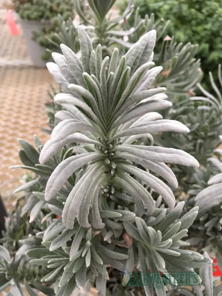 Lavender x intermedia Sensational - Lavender