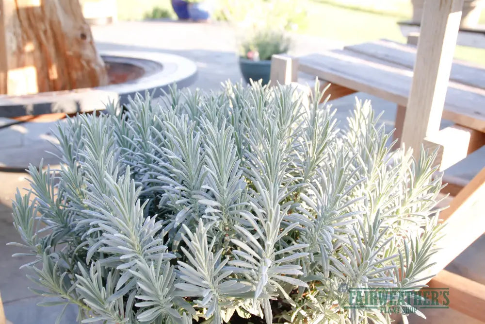 Lavender x intermedia Sensational - Lavender