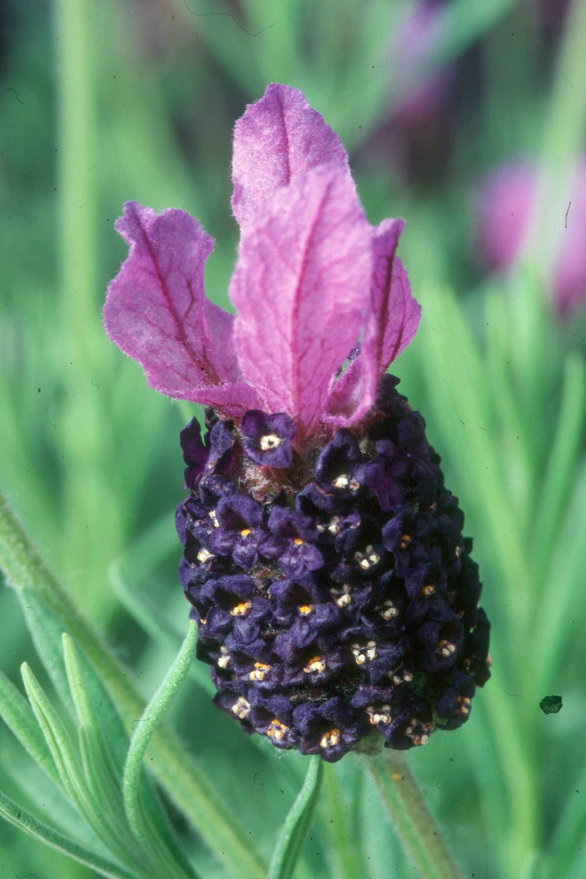 Lavender stoechas Fat Head