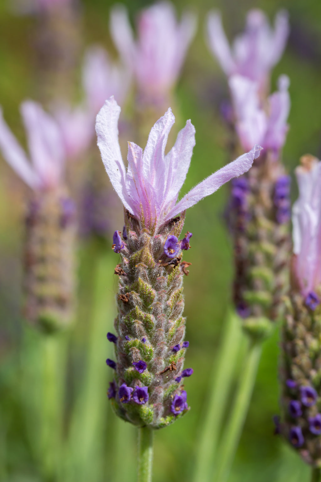 Lavender stoechas Lusi Pink