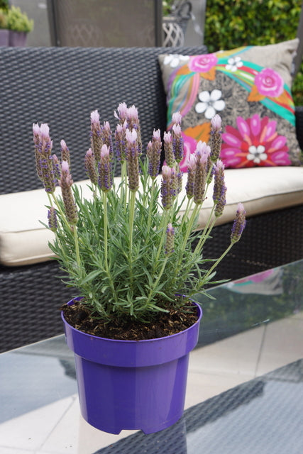 Lavender stoechas Lusi Pink