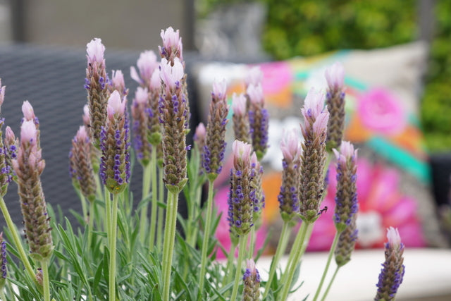 Lavender stoechas Lusi Pink