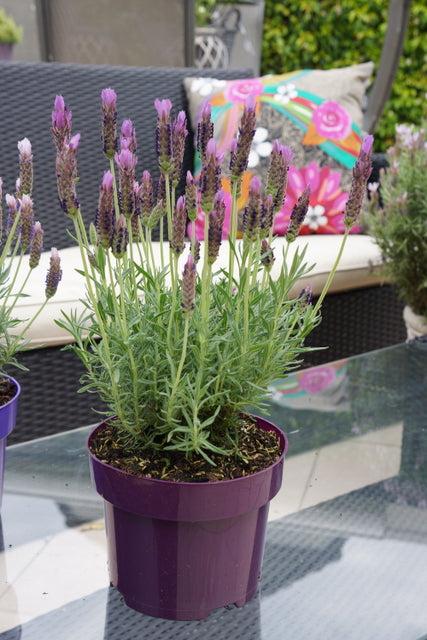Lavender stoechas Lusi Purple
