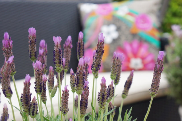 Lavender stoechas Lusi Purple