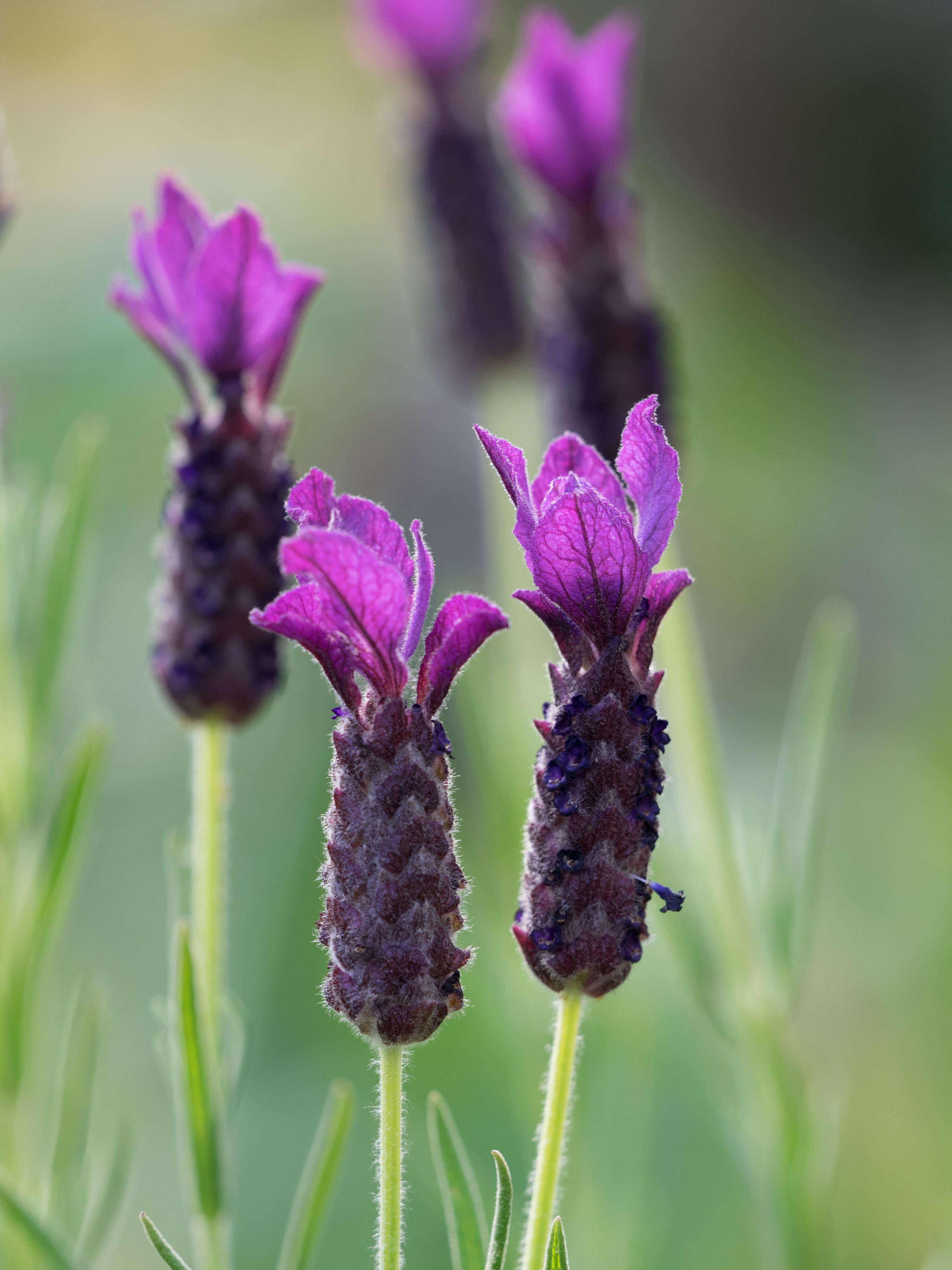 Lavender stoechas Regal Splendour