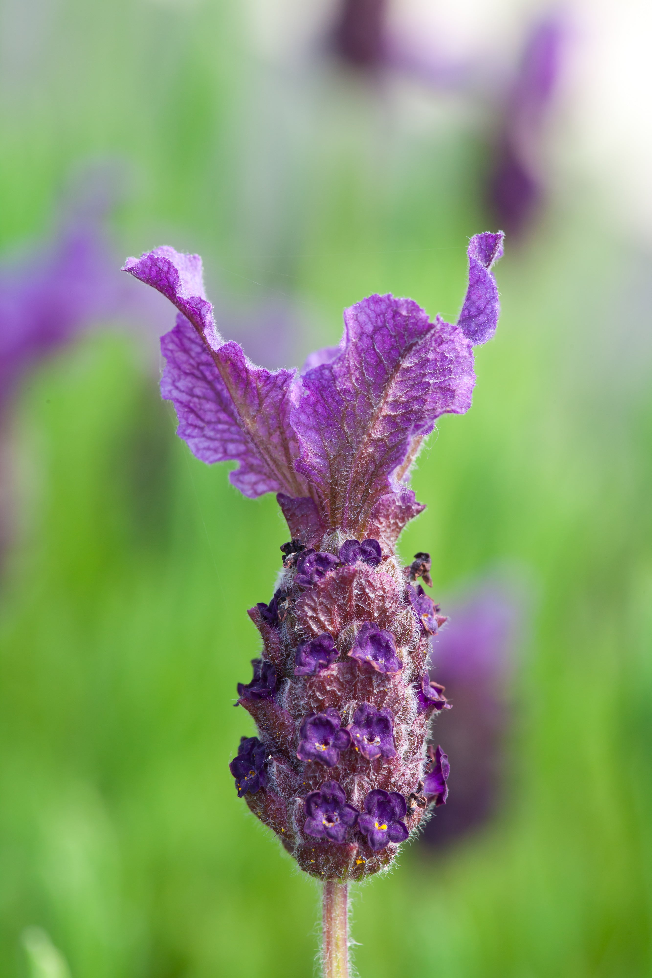 Lavender stoechas Regal Splendour